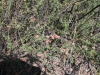 2016-04-30 Sandstone Peak 023