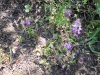 2016-04-30 Sandstone Peak 075