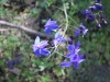 2016-04-30 Sandstone Peak 094