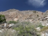 Andreas Canyon 024.JPG