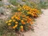 AV Poppy Reserve 003