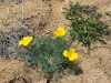 AV Poppy Reserve 090