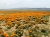 AV Poppy Reserve 095