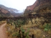 Bright Angel Trail 0115