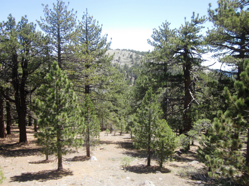 May 18, 2013 – Cerro Noroeste/Mt. Pinos (2x)/Sawmill Mountain (2x ...