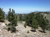 cerro-noroeste-to-mt-pinos-035