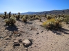 Cholla Garden 001