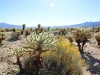 Cholla Garden 002