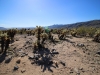 Cholla Garden 005