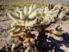 Cholla Garden 007