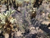 Cholla Garden 010