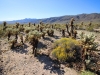 Cholla Garden 015