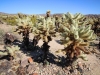 Cholla Garden 020