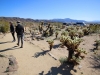 Cholla Garden 030