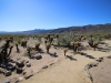 Cholla Garden 032