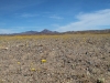 2016-03-04 Death Valley Wildflowers I 002