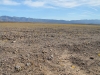 2016-03-04 Death Valley Wildflowers I 005