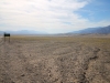 2016-03-04 Death Valley Wildflowers I 006