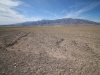 2016-03-04 Death Valley Wildflowers I 014