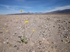 2016-03-04 Death Valley Wildflowers I 021