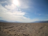 2016-03-04 Death Valley Wildflowers I 027