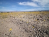 2016-03-04 Death Valley Wildflowers I 030