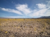 2016-03-04 Death Valley Wildflowers I 031