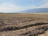 2016-03-04 Death Valley Wildflowers I 040