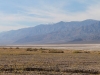 2016-03-04 Death Valley Wildflowers I 041