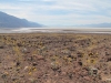 2016-03-04 Death Valley Wildflowers I 045