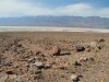 2016-03-04 Death Valley Wildflowers I 046