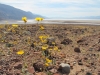 2016-03-04 Death Valley Wildflowers I 048