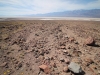 2016-03-04 Death Valley Wildflowers I 051