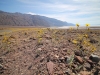 2016-03-04 Death Valley Wildflowers I 056