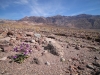 2016-03-04 Death Valley Wildflowers I 061