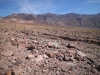 2016-03-04 Death Valley Wildflowers I 064