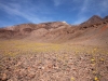 2016-03-04 Death Valley Wildflowers I 074