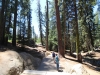 General Sherman Tree 001