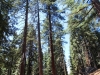 General Sherman Tree 002