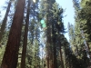 General Sherman Tree 003