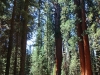 General Sherman Tree 004