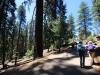 General Sherman Tree 005