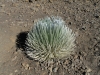 haleakala-crater-034