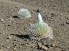 haleakala-crater-036