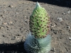 haleakala-crater-038