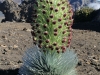 haleakala-crater-039