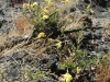 haleakala-crater-043