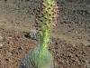 haleakala-crater-046