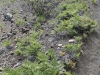 haleakala-crater-066