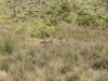 haleakala-crater-153